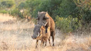 Tri prasiatka bradavičnaté