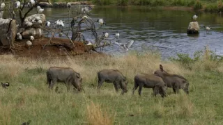 Tri prasiatka bradavičnaté