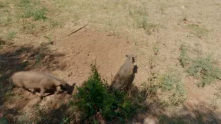 Tri prasiatka bradavičnaté