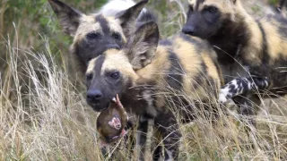 Tri prasiatka bradavičnaté