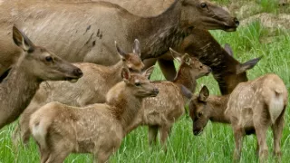 Narodení v Skalnatých horách (1/2)