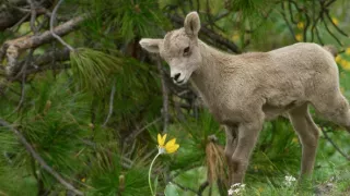 Narodení v Skalnatých horách (1/2)