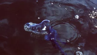 Závody ve zbrojení v říši zvířat