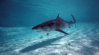 Závody ve zbrojení v říši zvířat