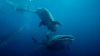 Závody ve zbrojení v říši zvířat