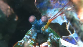 Závody ve zbrojení v říši zvířat