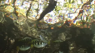 Závody ve zbrojení v říši zvířat