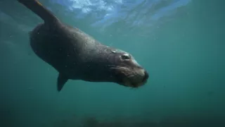 Závody ve zbrojení v říši zvířat