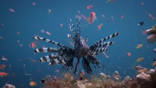 Závody ve zbrojení v říši zvířat