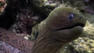 Závody ve zbrojení v říši zvířat