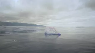 Závody ve zbrojení v říši zvířat