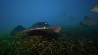 Závody ve zbrojení v říši zvířat