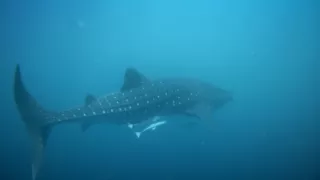 Závody ve zbrojení v říši zvířat