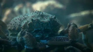 Závody ve zbrojení v říši zvířat