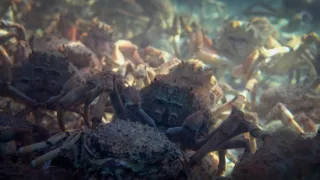 Závody ve zbrojení v říši zvířat