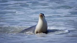 Závody ve zbrojení v říši zvířat