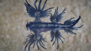 Závody ve zbrojení v říši zvířat