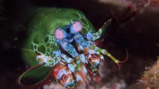 Závody ve zbrojení v říši zvířat