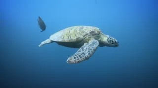Závody ve zbrojení v říši zvířat
