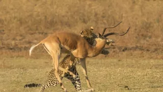 Dedičstvo leopardej kráľovnej