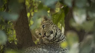 Dedičstvo leopardej kráľovnej