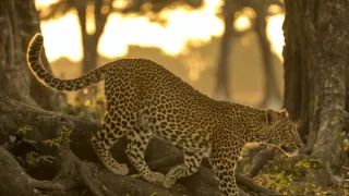 Dedičstvo leopardej kráľovnej