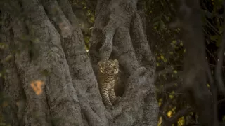 Dedičstvo leopardej kráľovnej