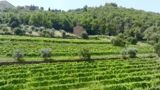 Milovníci vína (9/12)