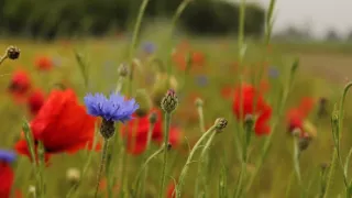 Rok v divočine (3/3)