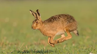 Rok v divočine (3/3)