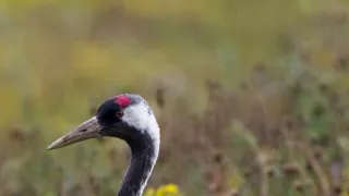 Rok v divočine (3/3)