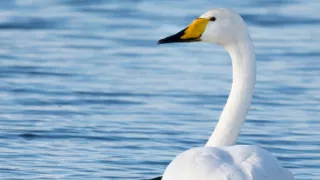 Rok v divočine (3/3)