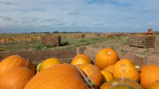 Rok v divočine (3/3)