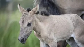 Rok v divočine (3/3)