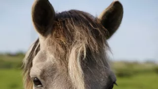 Rok v divočine (3/3)