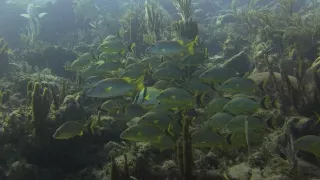 Akvárium - tienistá stránka hobby