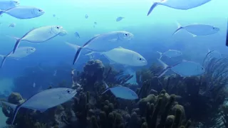 Akvárium - tienistá stránka hobby