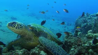 Akvárium - tienistá stránka hobby