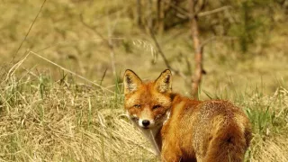 Malé psovité šelmy