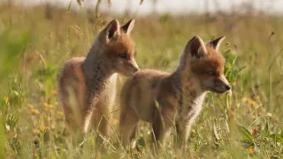 Malé psovité šelmy