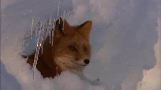 Malé psovité šelmy