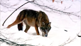 Malé psovité šelmy