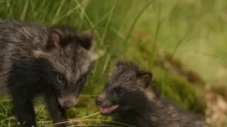 Malé psovité šelmy