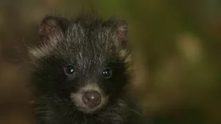 Malé psovité šelmy