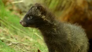 Malé psovité šelmy