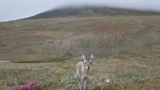 Malé psovité šelmy