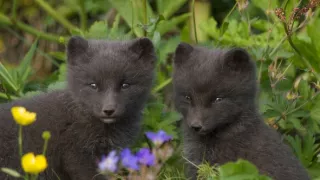 Malé psovité šelmy