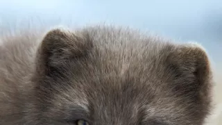 Malé psovité šelmy