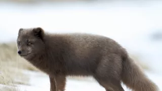 Malé psovité šelmy