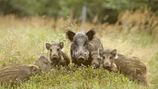 Malé psovité šelmy